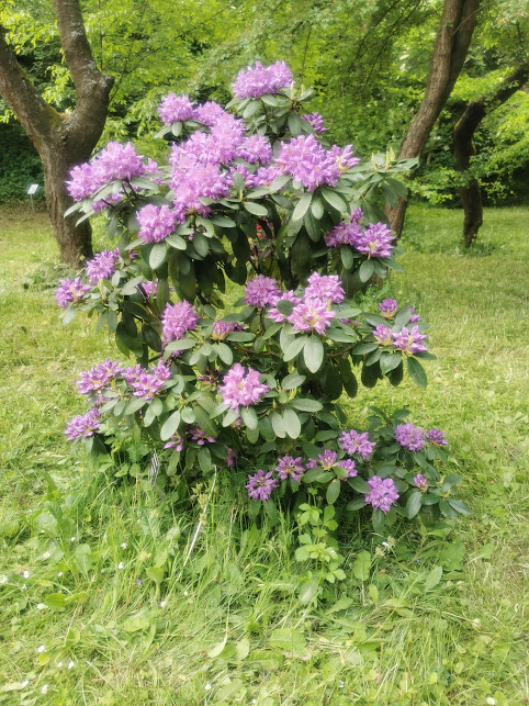 You are currently viewing Wycieczka do Śląskiego Ogrodu Botanicznego w Mikołowie