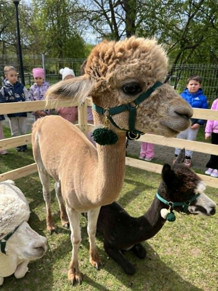 You are currently viewing Warsztaty z alpakami